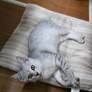 グレーの子猫