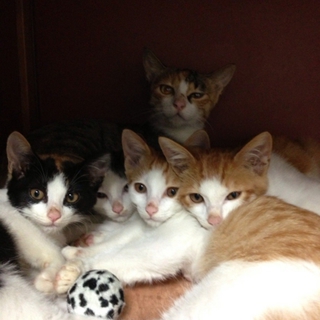 美ネコちゃん（子猫と母猫）　里親さん募集