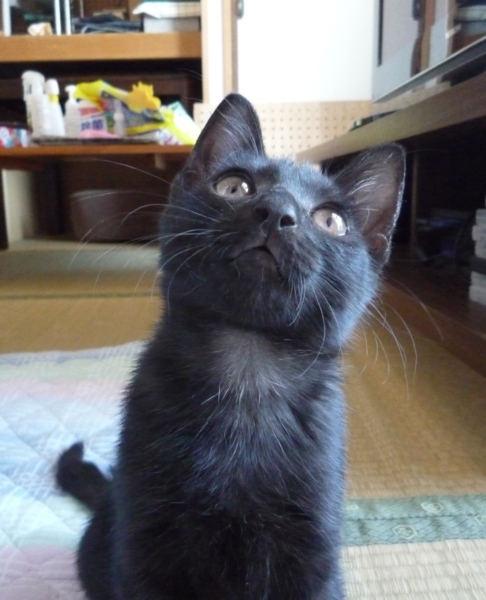 ☆元気いっぱい黒猫ゆずち」広島県 - 猫の里親募集(22820