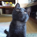 ★元気いっぱい黒猫ゆずちゃん3カ月★