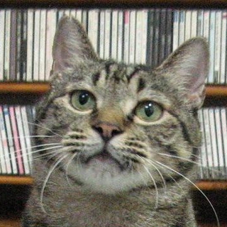 被災猫に愛の手を！　トラ吉　