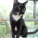 タキシード猫・甘ったれで人間・子供大好き・