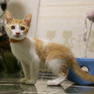◆茶白H25-44生後2カ月の子猫