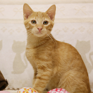 ◆茶トラH25-18生後５カ月の子猫