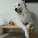 ピレネー犬の男の子2歳の飼い主さんを募集致します。