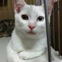 幸運のオッドアイ★白子猫♀３ヶ月半。４兄妹!!