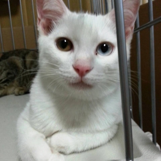 幸運のオッドアイ★白子猫♀３ヶ月半。４兄妹!!
