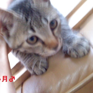 里親様募集中！