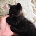 飼ってほしいニャン。。生後１ヶ月です