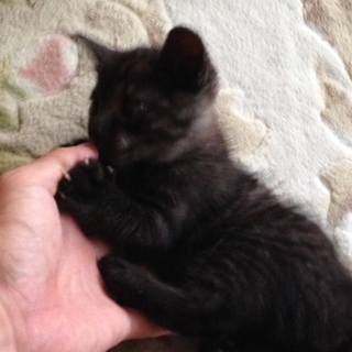 飼ってほしいニャン。。生後１ヶ月です