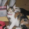 写真ありませんが他にもいます！！ サムネイル2