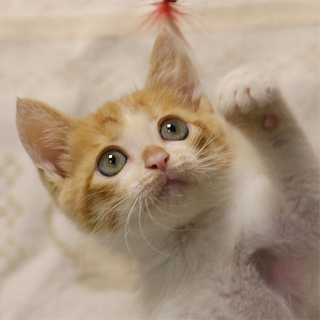 ◆茶白H25-49生後１カ月半くらいの子猫
