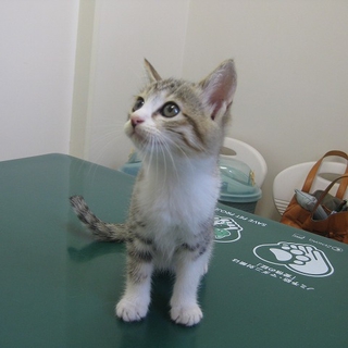 段ボール詰めで捨てられた仔猫たち　女の子①