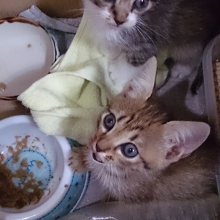 生後約４０日オス・メス子猫《保護》