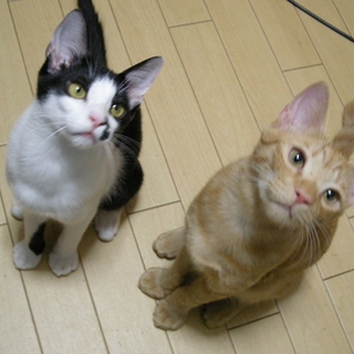 仲良し★アズキとブンタ