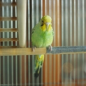 ３０羽のインコの 新しいおうちが決まりました。