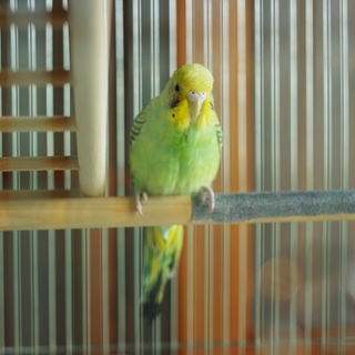 ３０羽のインコの 新しいおうちが決まりました。