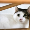 美・和猫 「 露 」・最高の幸せを掴みました♪ サムネイル3