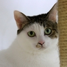 美・和猫 「 露 」・最高の幸せを掴みました♪ サムネイル7
