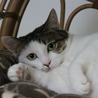 美・和猫 「 露 」・最高の幸せを掴みました♪ サムネイル4