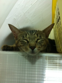 シャイな「にゃー子」ちゃん サムネイル2