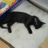 のんびり黒ねこ　「墨（すみ）」ちゃん サムネイル4