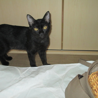 のんびり黒ねこ　「墨（すみ）」ちゃん
