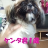 飼育放棄シーズー6歳シーシー君 サムネイル2
