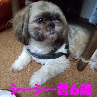 飼育放棄シーズー6歳シーシー君