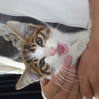 子猫ちゃんの里親さんを募集します