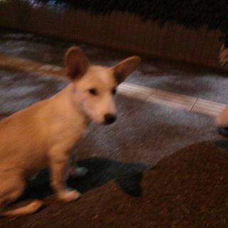 捨て犬を保護しました