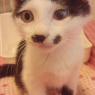 白黒♂猫ちゃん