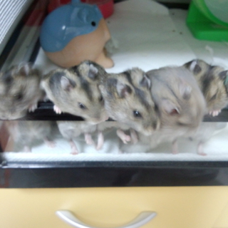 里親が決まりました！