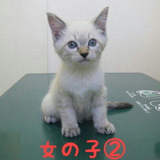 福岡：段ボールに詰めて捨てられた仔猫たち 女の子②