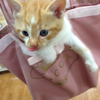 生後3週間の男の子！茶 トラ