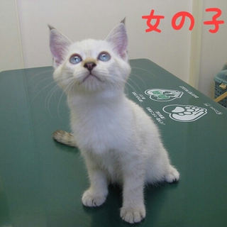福岡：段ボールに詰めて捨てられた仔猫たち 女の子③