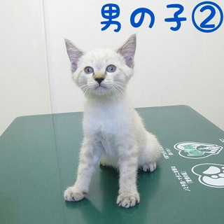 福岡：段ボールに詰めて捨てられた仔猫たち 男の子②