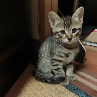 元気いっぱい・かわいい子猫