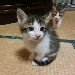 元気いっぱい・かわいい子猫