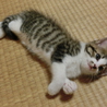 元気いっぱい・かわいい子猫 サムネイル2