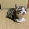 元気いっぱい・かわいい子猫 サムネイル5