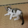 元気いっぱい・かわいい子猫 サムネイル4