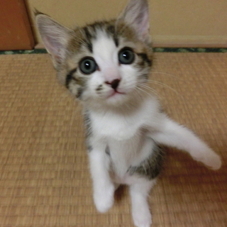 元気いっぱい・かわいい子猫
