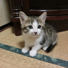 元気いっぱい・かわいい子猫 サムネイル6