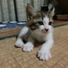 元気いっぱい・かわいい子猫 サムネイル3
