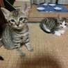 元気いっぱい・かわいい子猫 サムネイル7