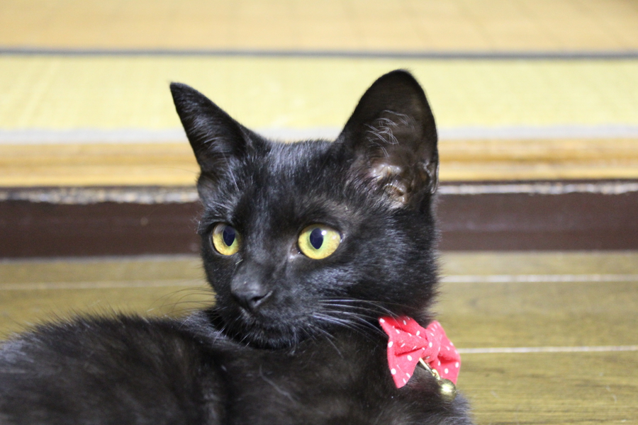 リアル】真っ黒系女子の」福岡県 - 猫の里親募集(22990