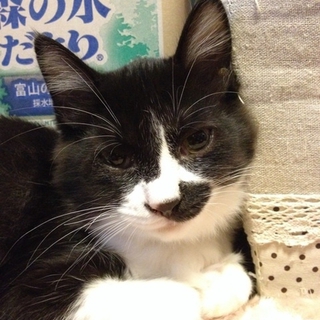 ふわふわな白黒こばちくん