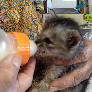 生まれたての赤ちゃんです！