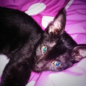 黒猫の男の子